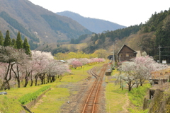 勝原花桃公園