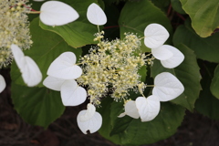 額紫陽花の一種かな？