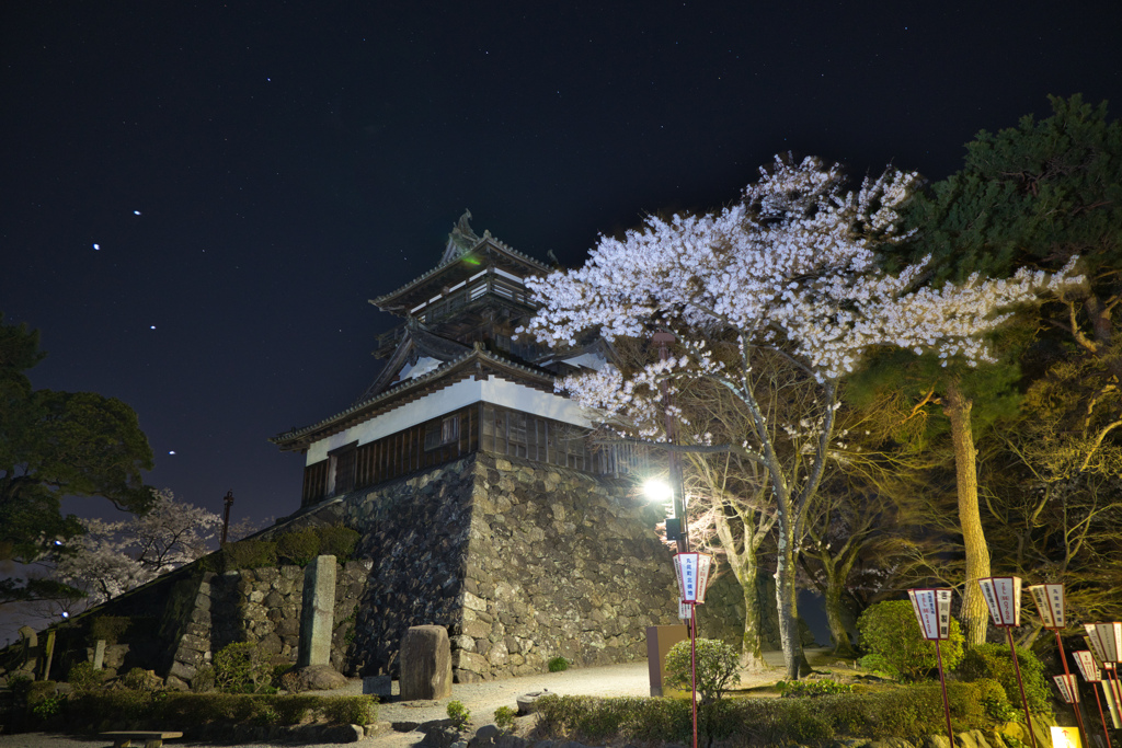 真夜中の花見