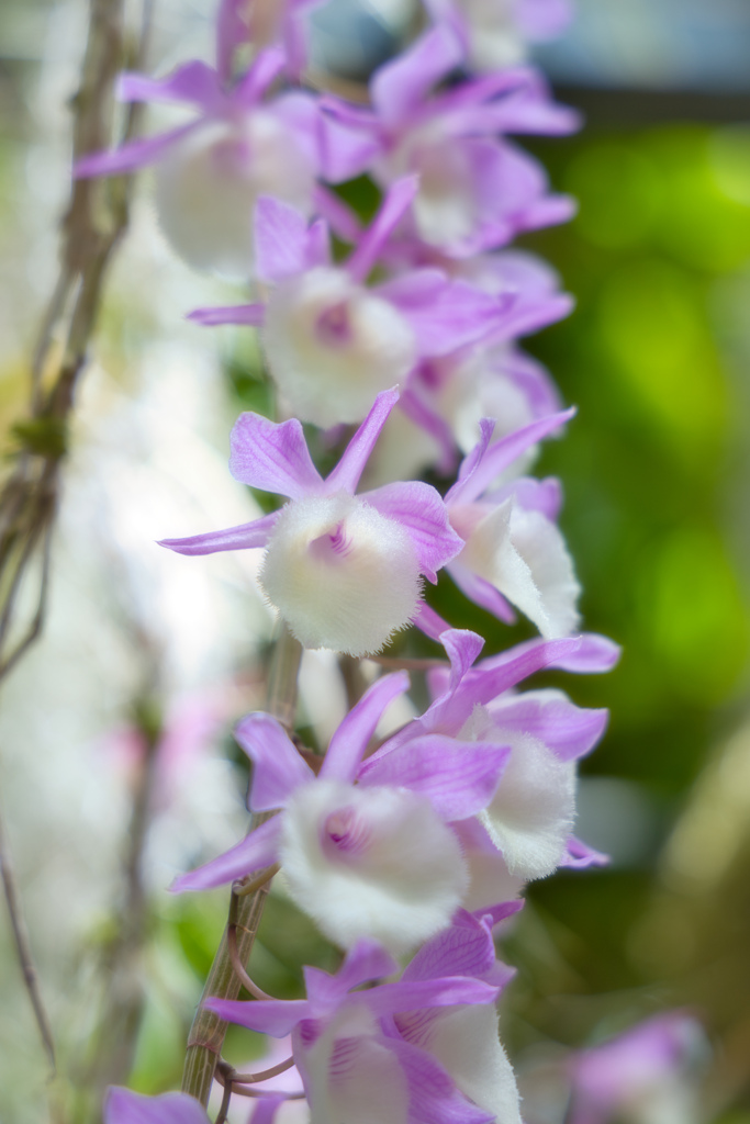 牧野植物園の花１１