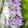 牧野植物園の花１１