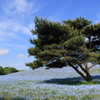 ひたち海浜公園　ネモフィラ