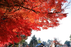 加茂別雷神社の紅葉５