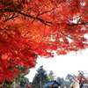 加茂別雷神社の紅葉５