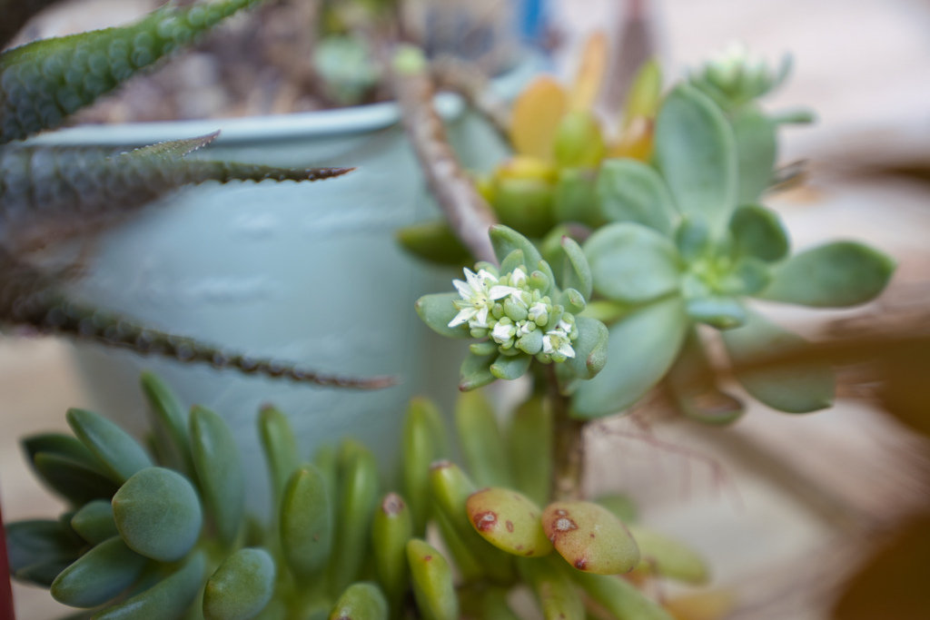 多肉植物の花