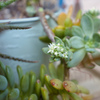 多肉植物の花