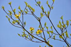 花水木No.32