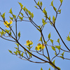 花水木No.32