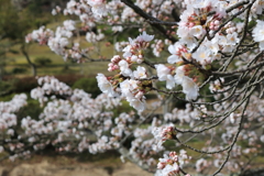 味真野苑の桜