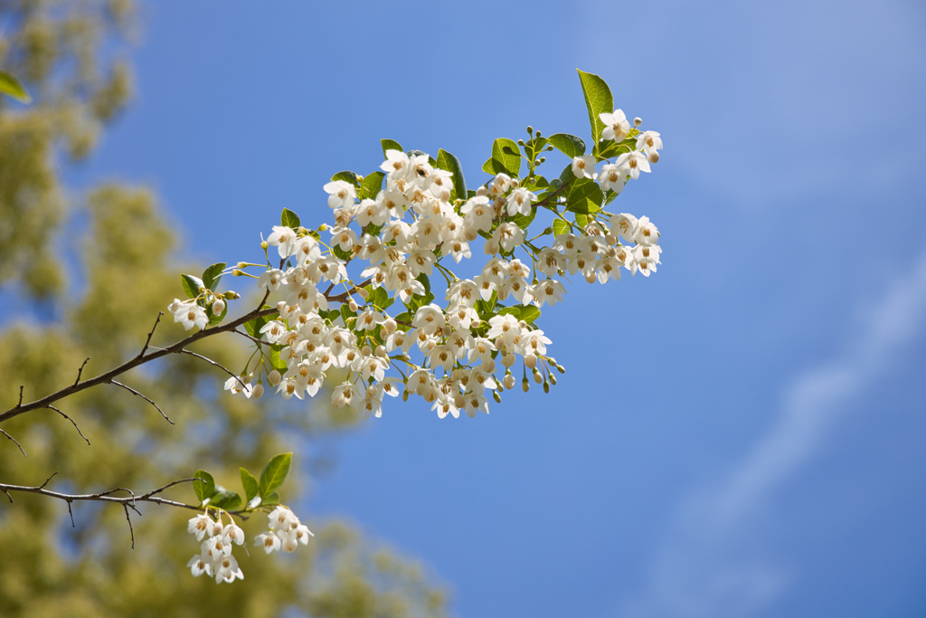 牧野植物園の花２