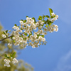 牧野植物園の花２