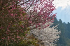 ご近所の桜１