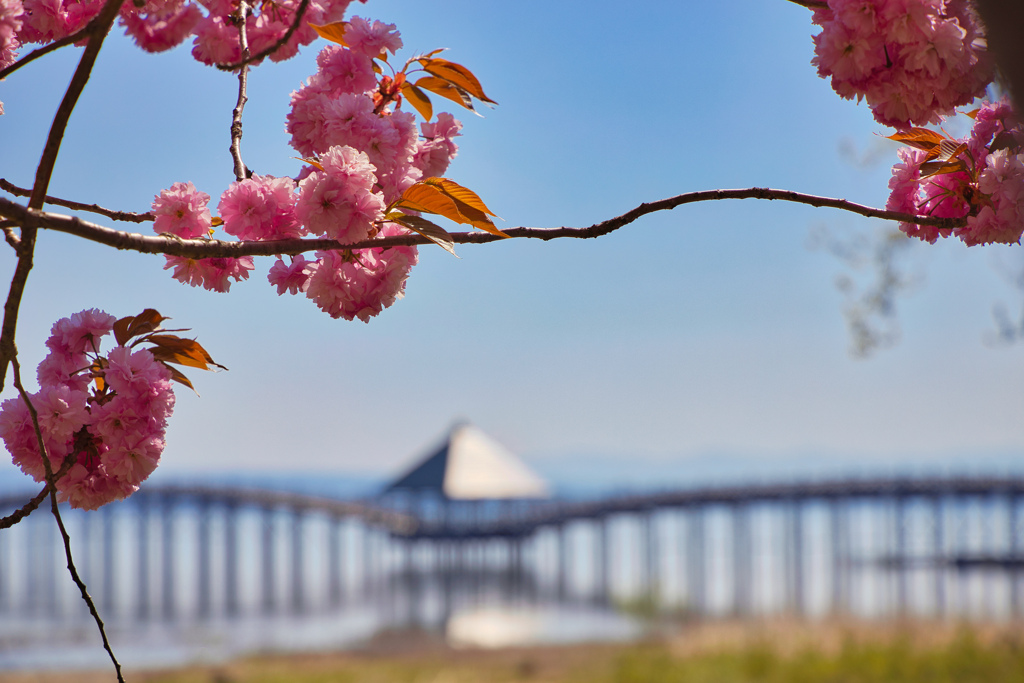 鶴の舞橋の八重桜