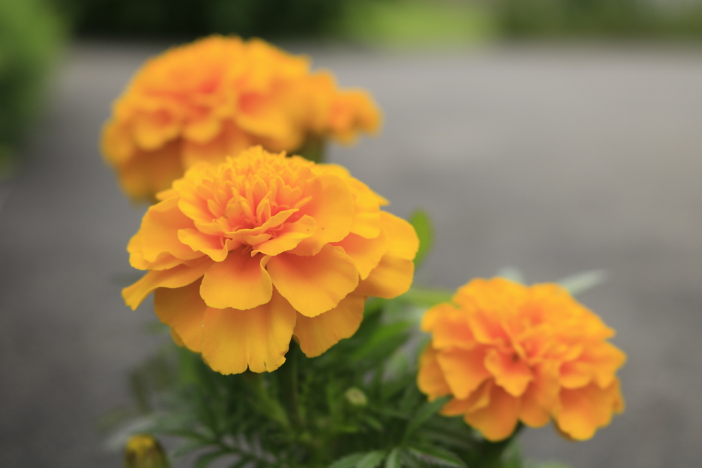 マリーゴールド（イエロー）