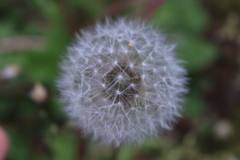 庭に咲く花　番外　幾何学模様