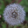 庭に咲く花　番外　幾何学模様