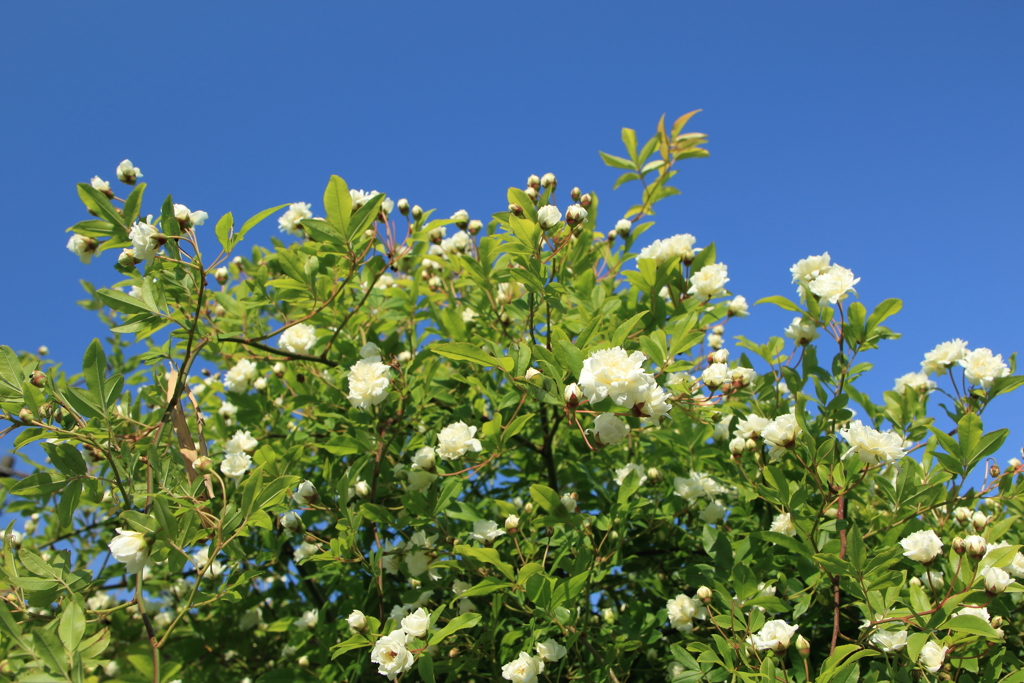 庭に咲く　木香薔薇