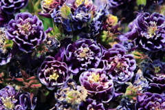 庭に咲く花　苧環