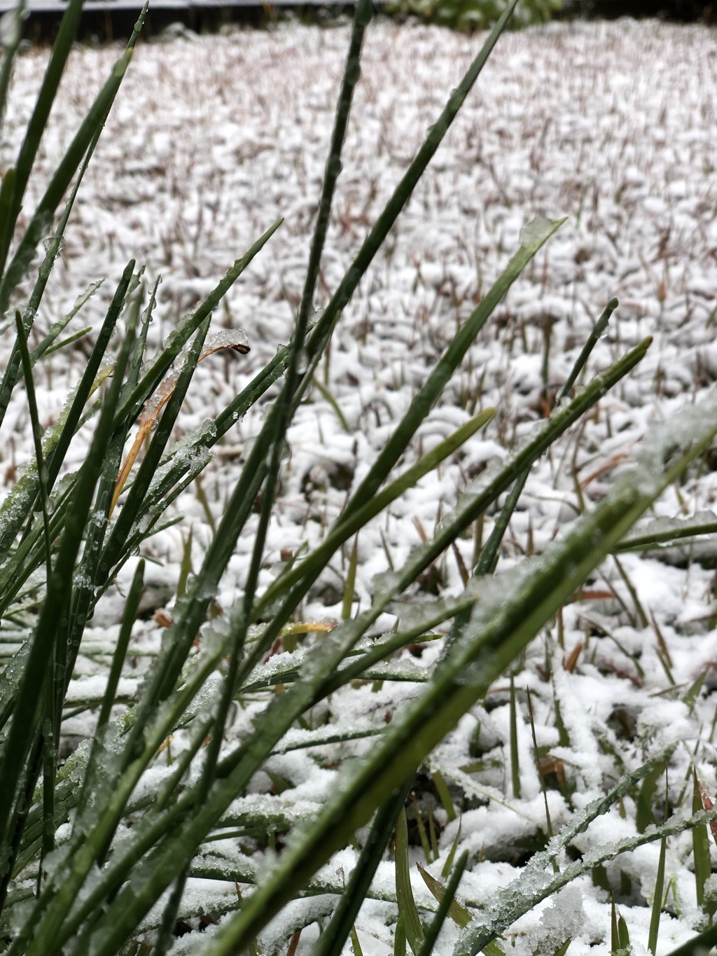 初雪