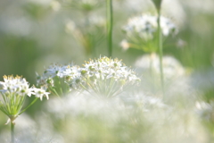 韮の花