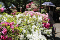 西山公園　つつじ祭り4　