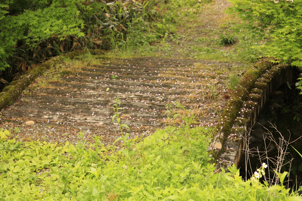 散る花積もる橋