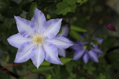 大安禅寺の薔薇園1