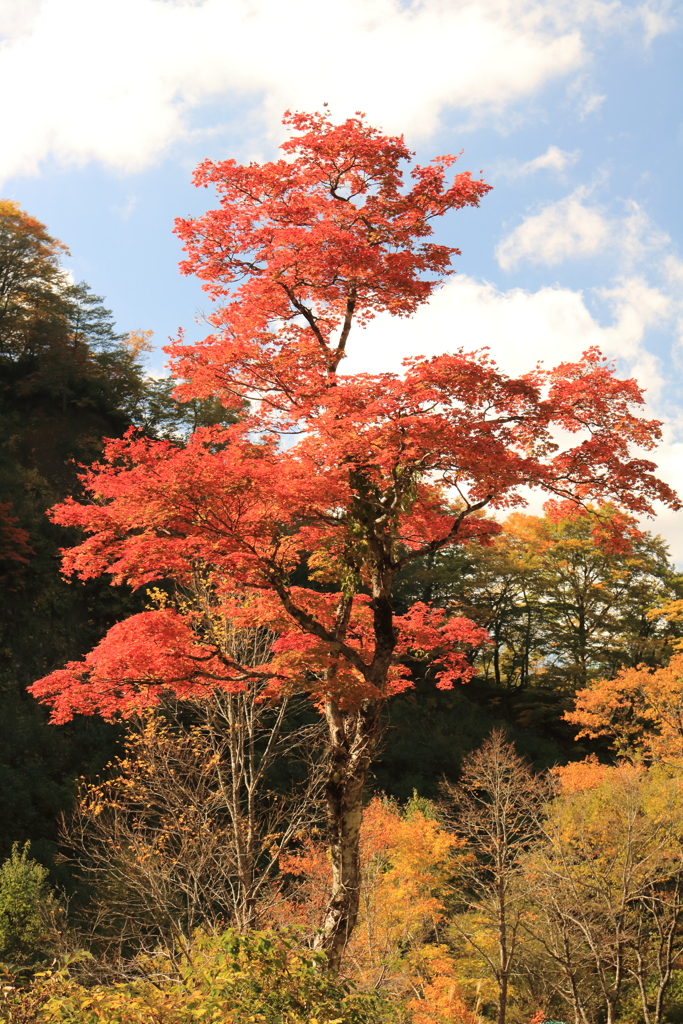 一本紅葉