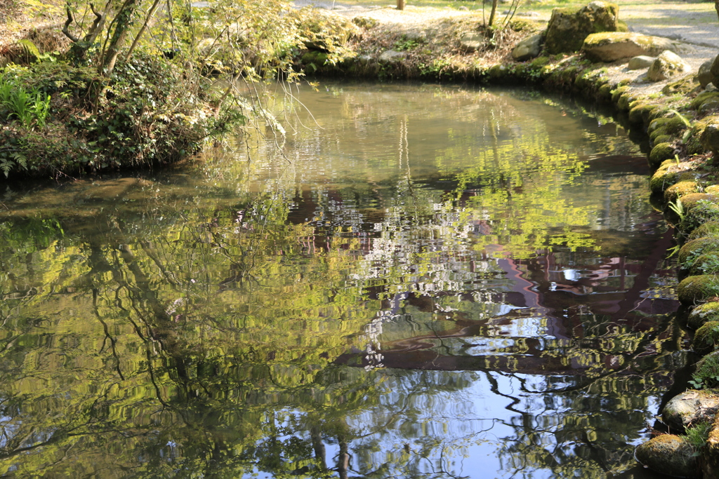 池の水面に浮かぶ春