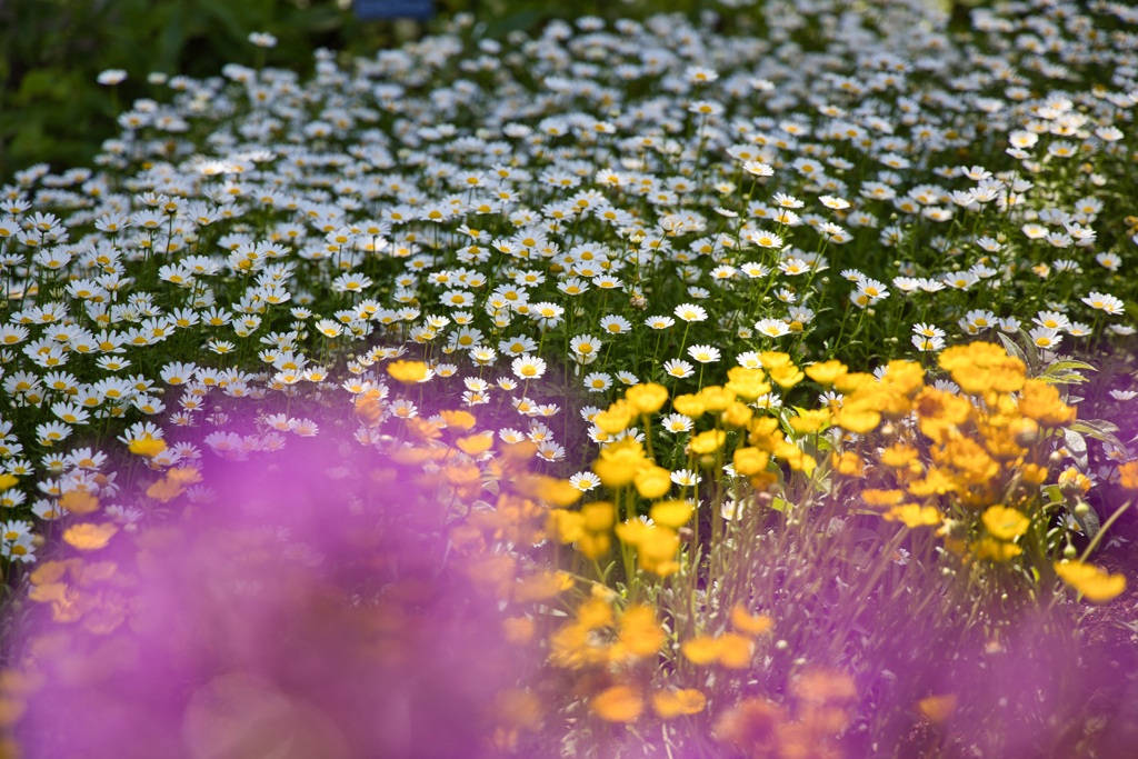 牧野植物園の花５