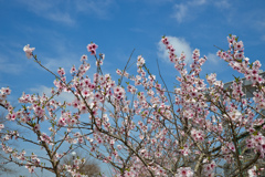 アーモンドの花