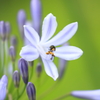 Flies＆Agapanthus