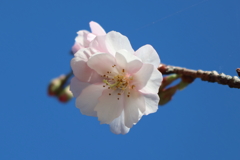 十月桜