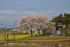 ご近所の桜６