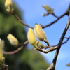 文殊山の花々　コブシ