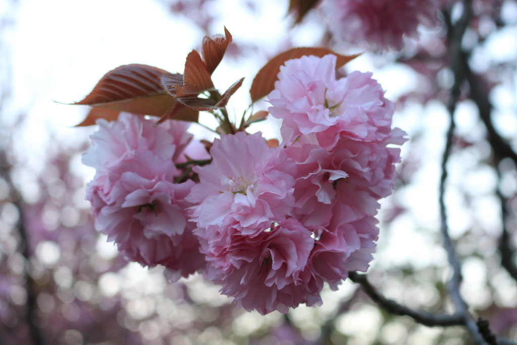 竹田　八重枝垂れ桜