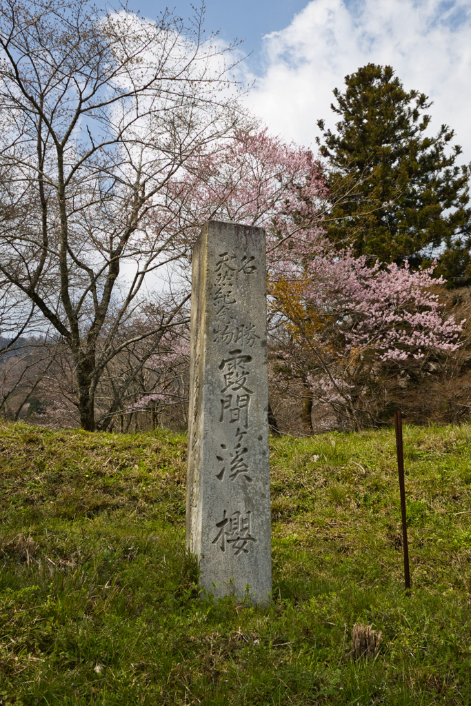 霞間ヶ渓 桜