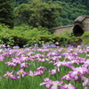 千古の家の花菖蒲