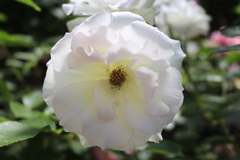 オープンガーデンの薔薇2