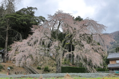妙祐寺の枝垂れ桜１