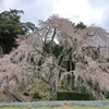 妙祐寺の枝垂れ桜１
