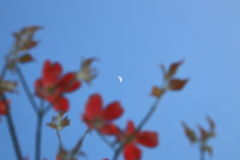 花見月（花水木）