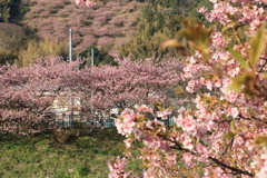 楽しみ方