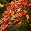 枝垂れ紅葉