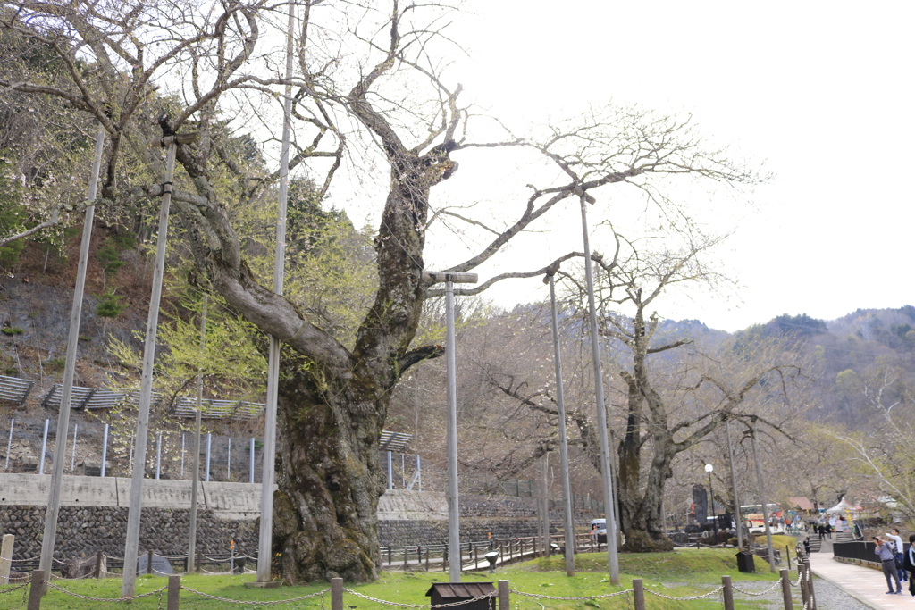 庄川桜（裏年）