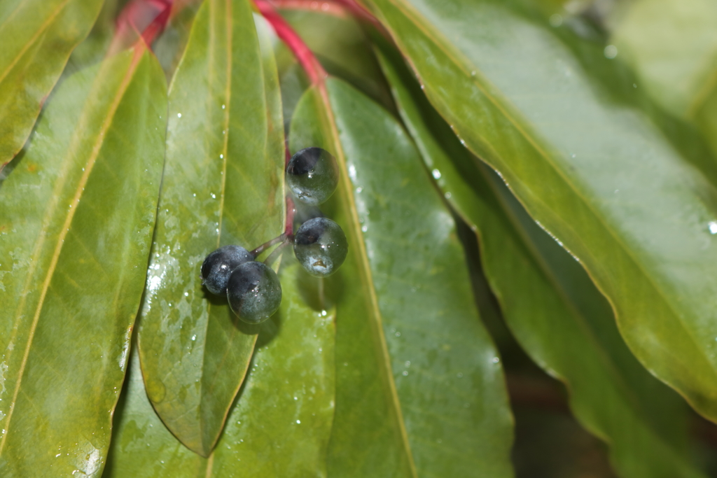 水泡の様に