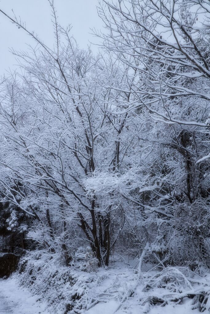 雪を楽しむ１