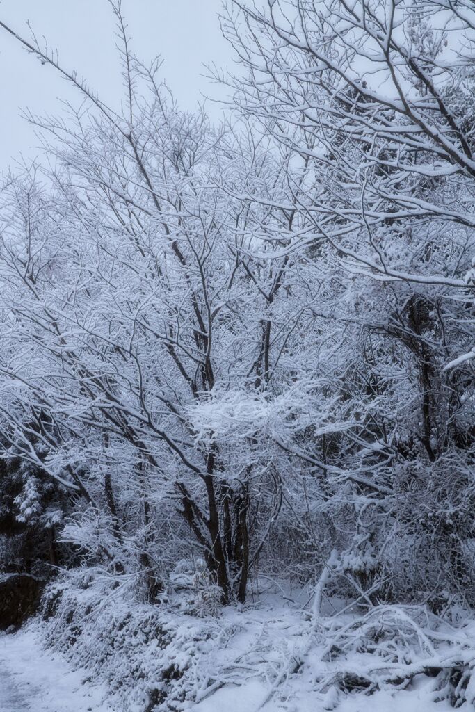 雪を楽しむ１