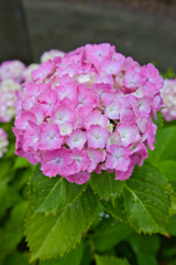 紫陽花No.102