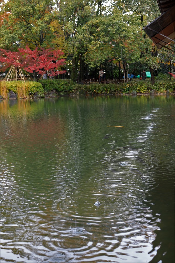 雨の庭園 1